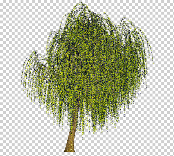 Ива плакучая для ФШ