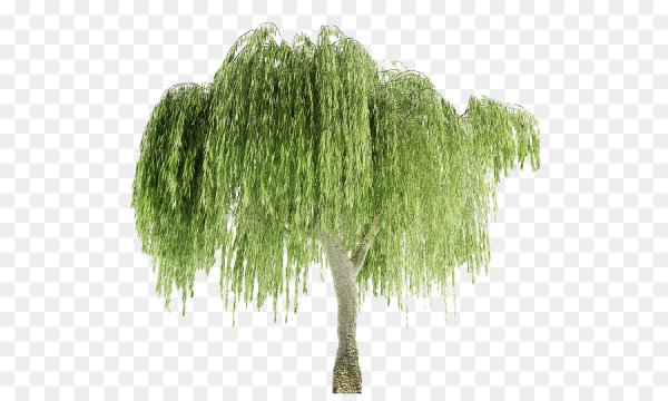 Плакучая Ива 3ds бесплатно