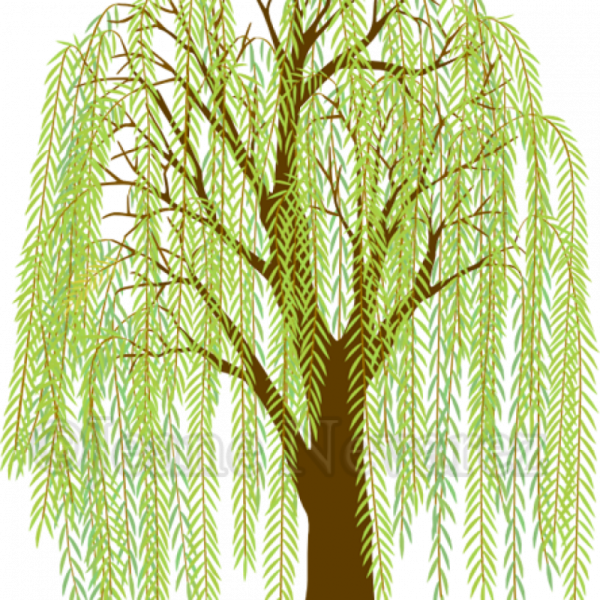 Ива дерево для детей