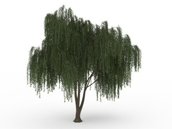 Ива для детей