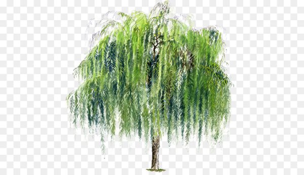 Плакучая Ива дерево на белом фоне