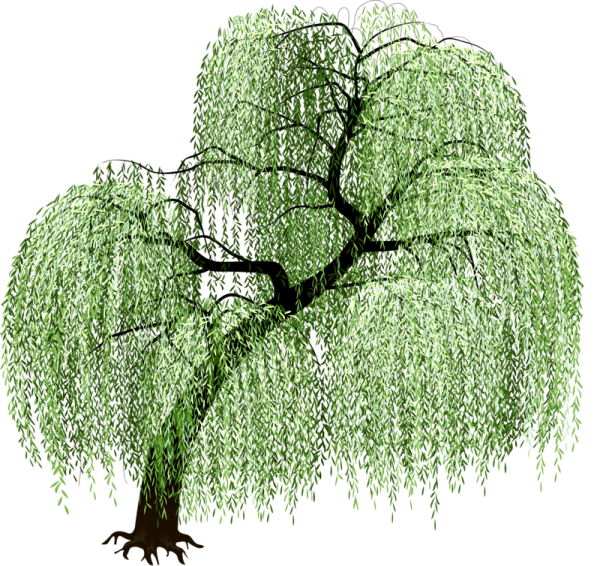 Ива плакучая на белом фоне