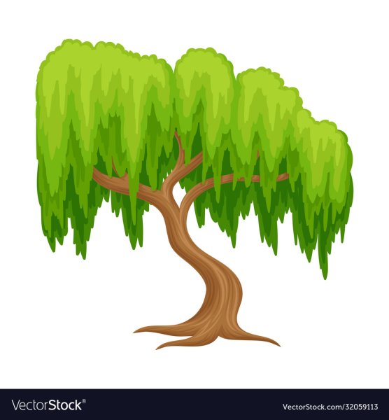 Ива рисунок