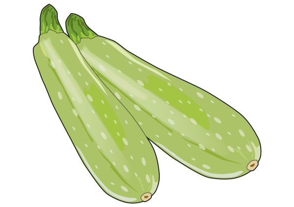 Кабачок вектор
