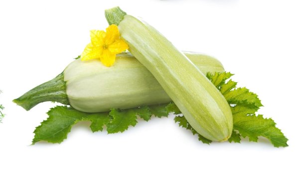 Кабачок Сосновский