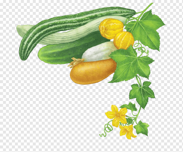 Кабачок для детей