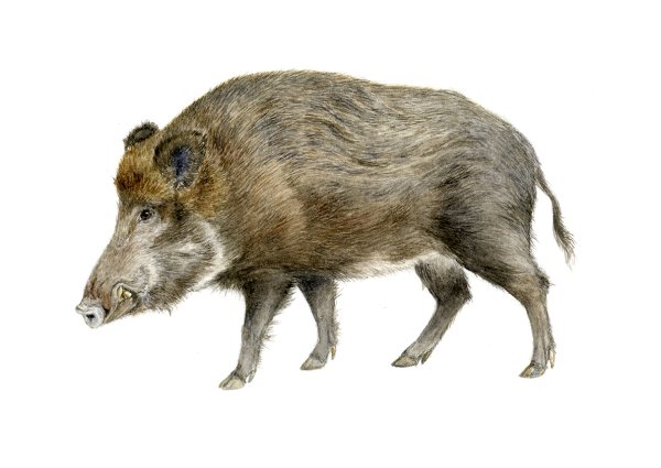 Дикие кабаны дети