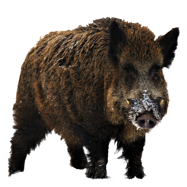 Кабан на белом фоне