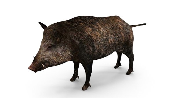 Кабан для детей