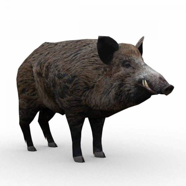 Wild Boar 3d male