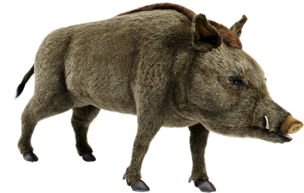 Кабан на белом фоне