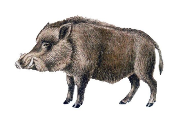 Каба для детского сада