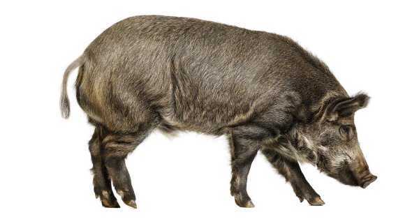 Кабан на белом фоне