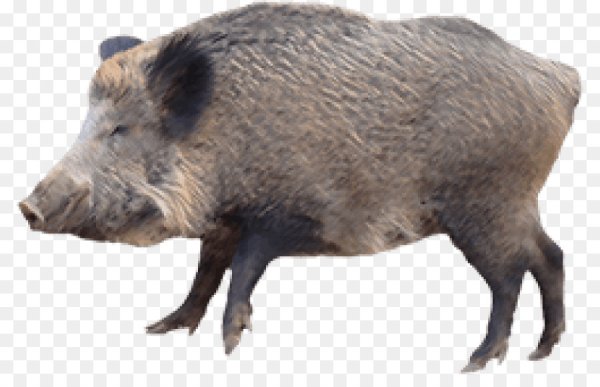 Кабан на белом фоне