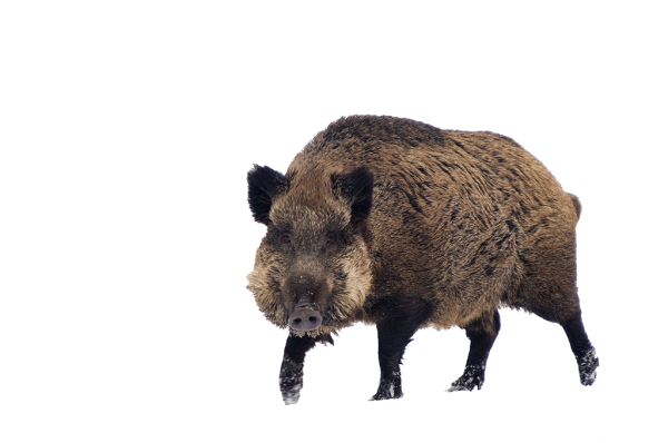 Дикий кабан