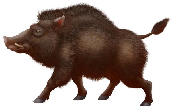 Дикие животные кабан для детей