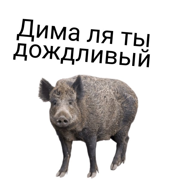 Кабан на прозрачном фоне