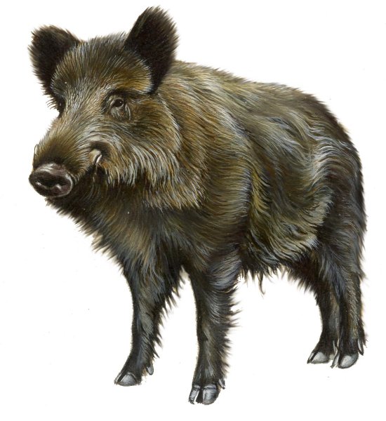 Дикие животные кабан для детей