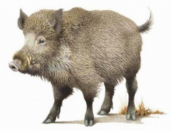 Изображение кабана для детей