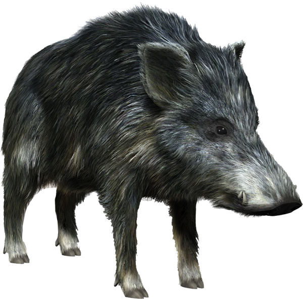 Кабан на белом фоне