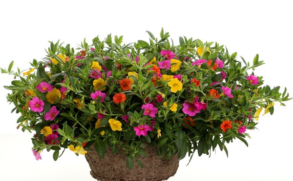 Калибрахоа Конга оранж Стар