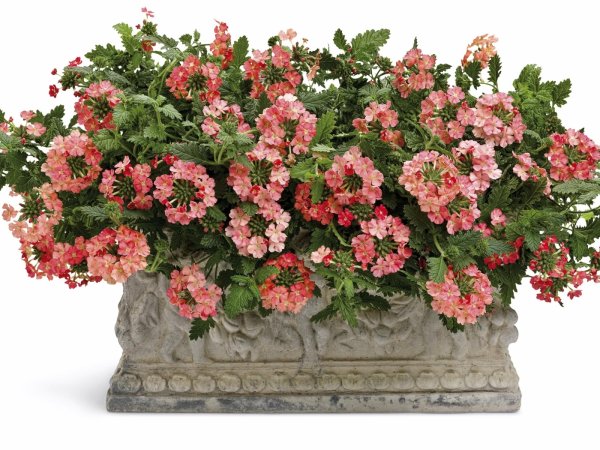 Цветок петунья сорт "Вербена"