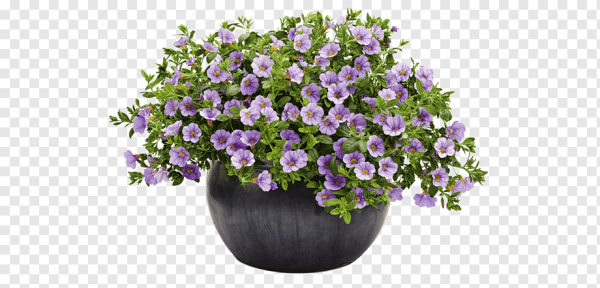 Цветок калибрахоа прозрачный фон