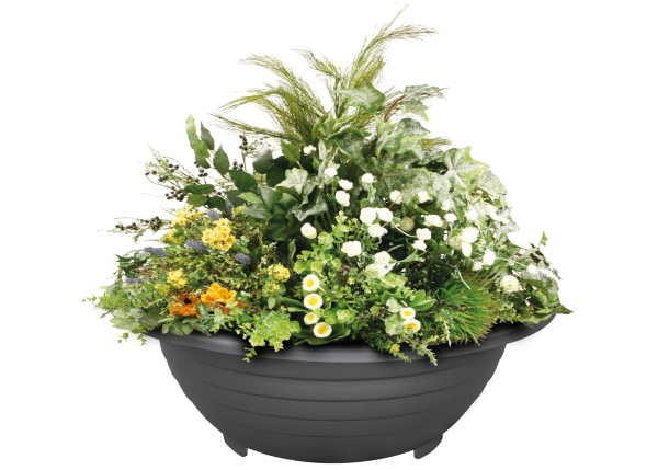 Растения в кадках