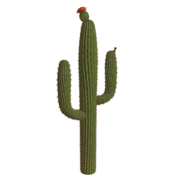 Кактус без фона
