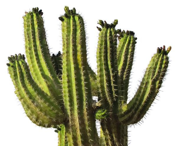 Кактусовые Cactaceae