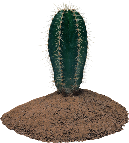 Кактус пустынный на белом фоне