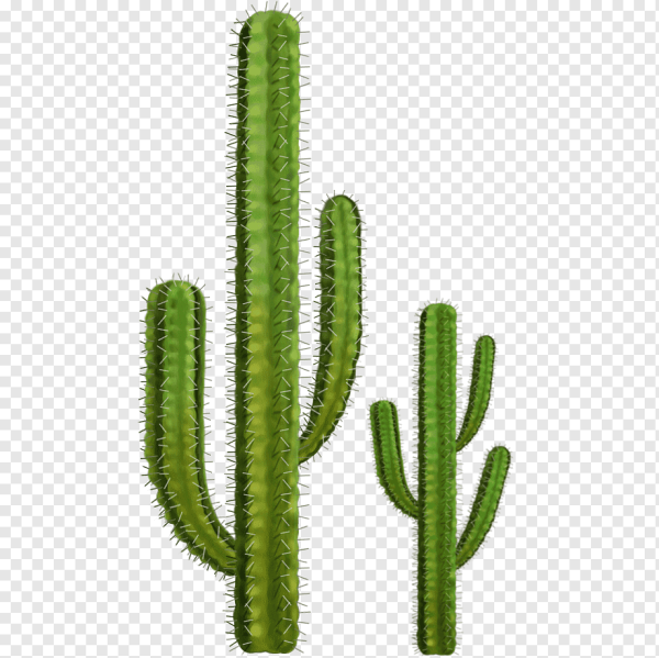 Кактус на белом фоне