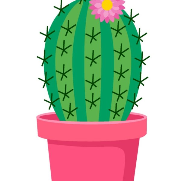 Кактус в детском саду