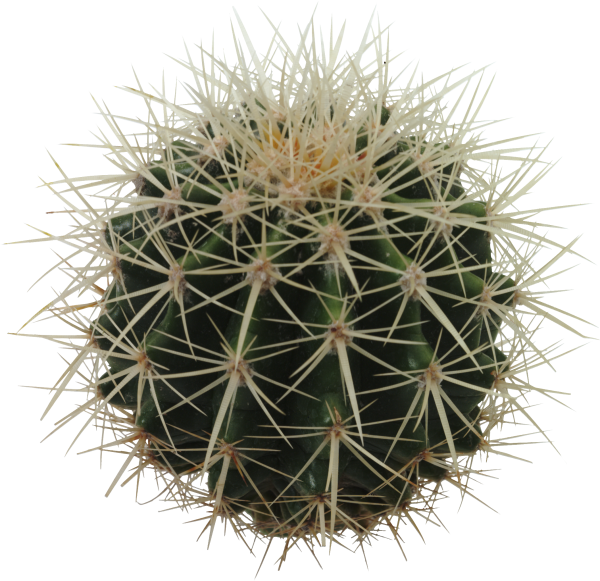 Колючие предметы