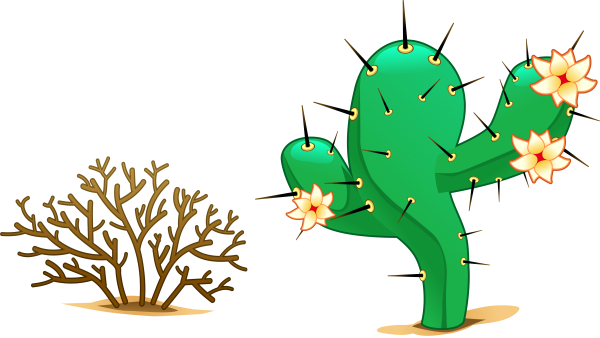 Кактус рисунок на прозрачном фоне