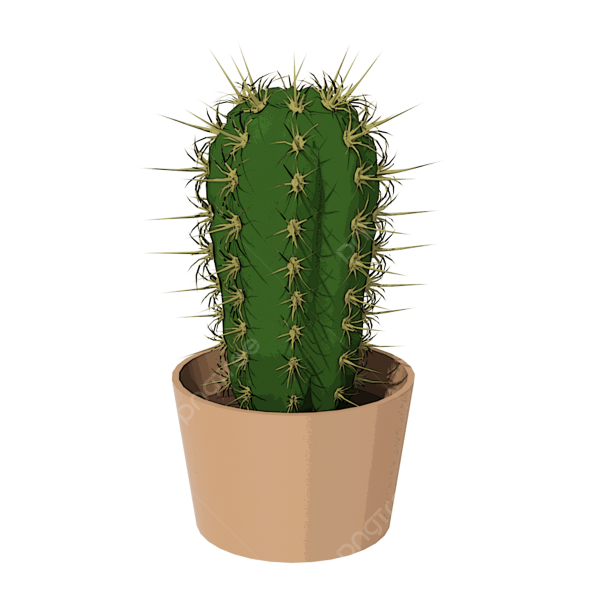 Кактус на белом фоне