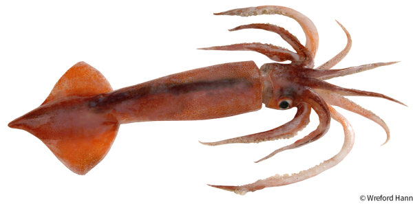 Кальмар на белом фоне