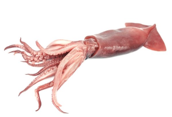 Кальмар фото