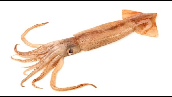 Головоногие моллюски кальмар