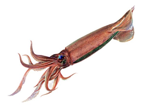 Кальмар на белом фоне