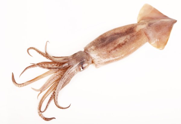 Командорский кальмар живой