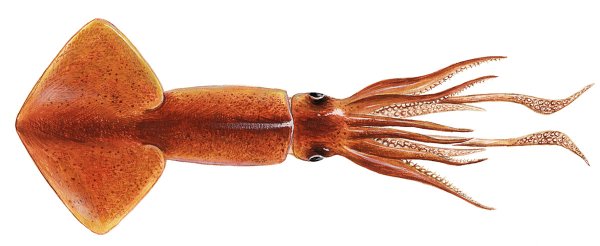 Кальмар на белом фоне