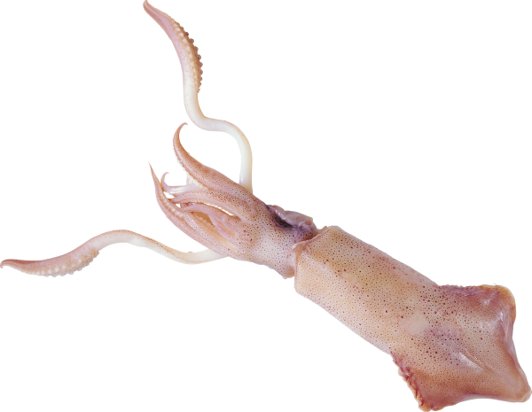 Кальмар на белом фоне