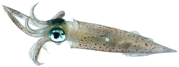 Каракатица на белом фоне