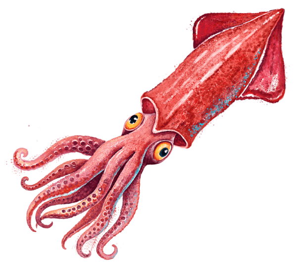 Красный кальмар