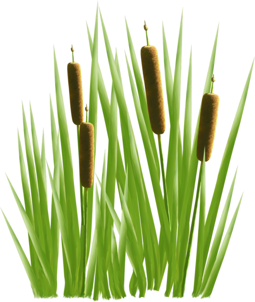 Камыш для детей