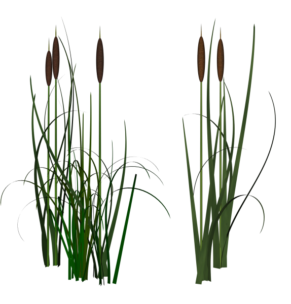 Камыш на белом фоне