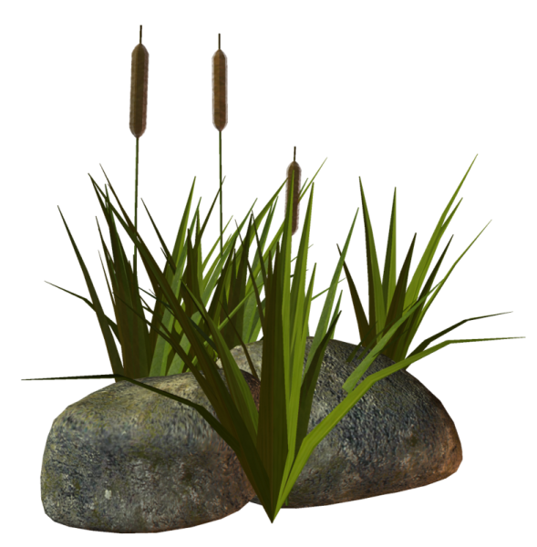 Камыши на прозрачном фоне