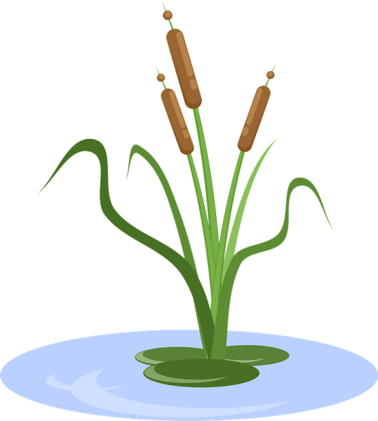 Камыш мультяшный