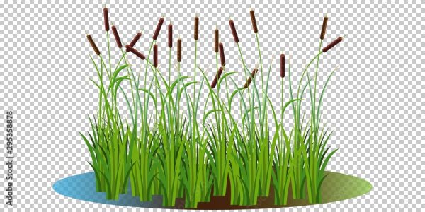 Рисунок камыши на болоте